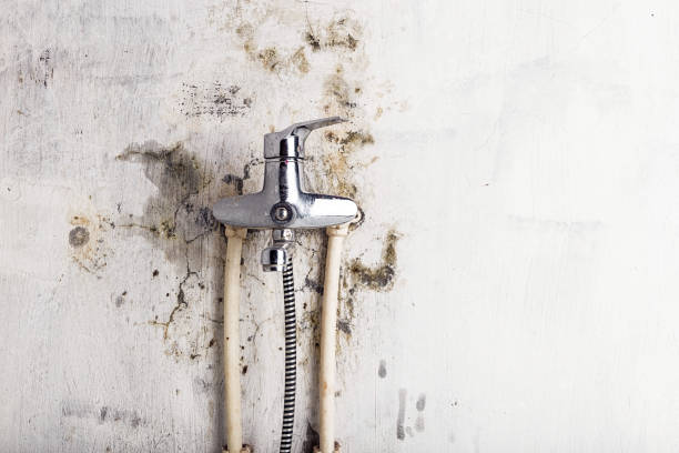 Best Local Mold Removal Service  in Mount Ephraim, NJ