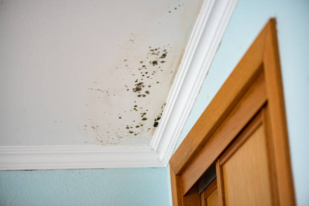 Best Residential Mold Removal  in Mount Ephraim, NJ