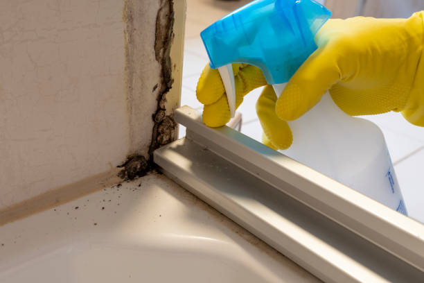 Best Certified Mold Removal  in Mount Ephraim, NJ