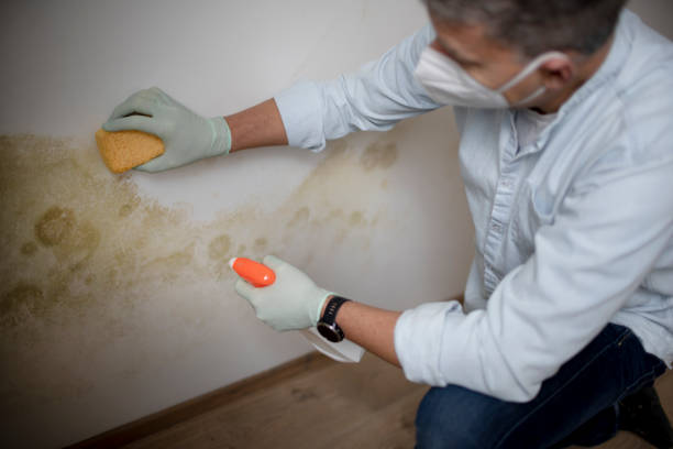 Best Mold Removal Company Near Me  in Mount Ephraim, NJ