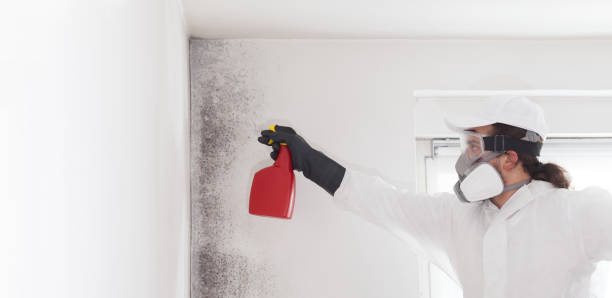 Best Mold Testing  in Mount Ephraim, NJ