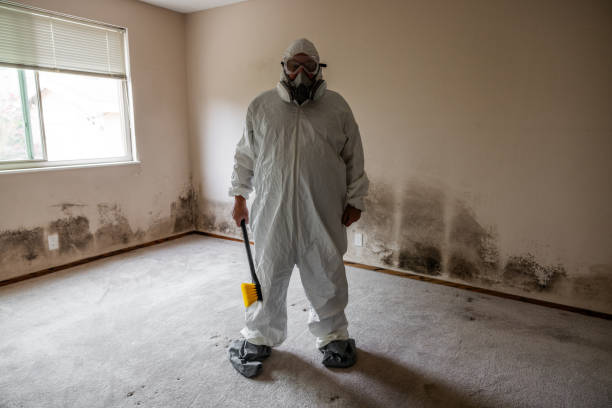 Trusted Mount Ephraim, NJ Mold Removal Experts