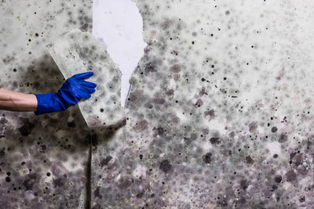 Best Mold Damage Repair  in Mount Ephraim, NJ
